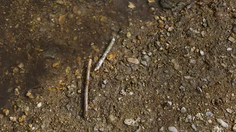 Sticks on a shore